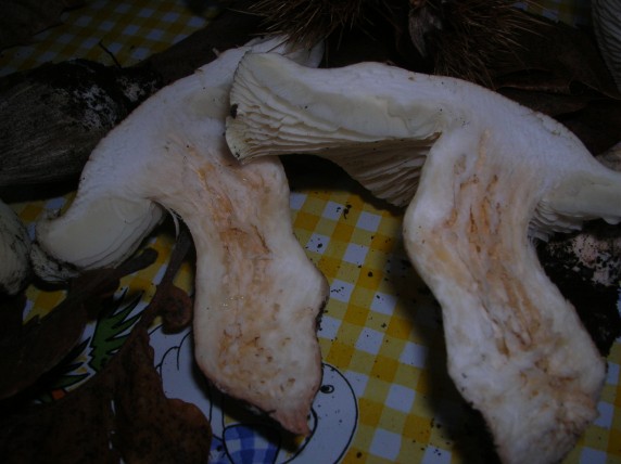 Funghi da determinare